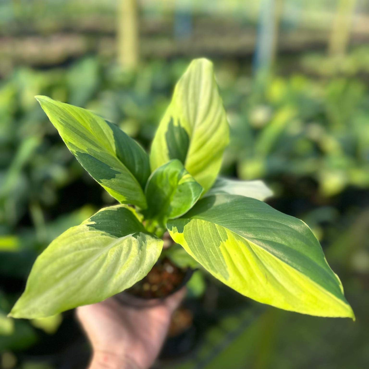 Spathiphyllum 'Sensation' Aurea Variegated TC | Grower's Choice, Foshan Collection