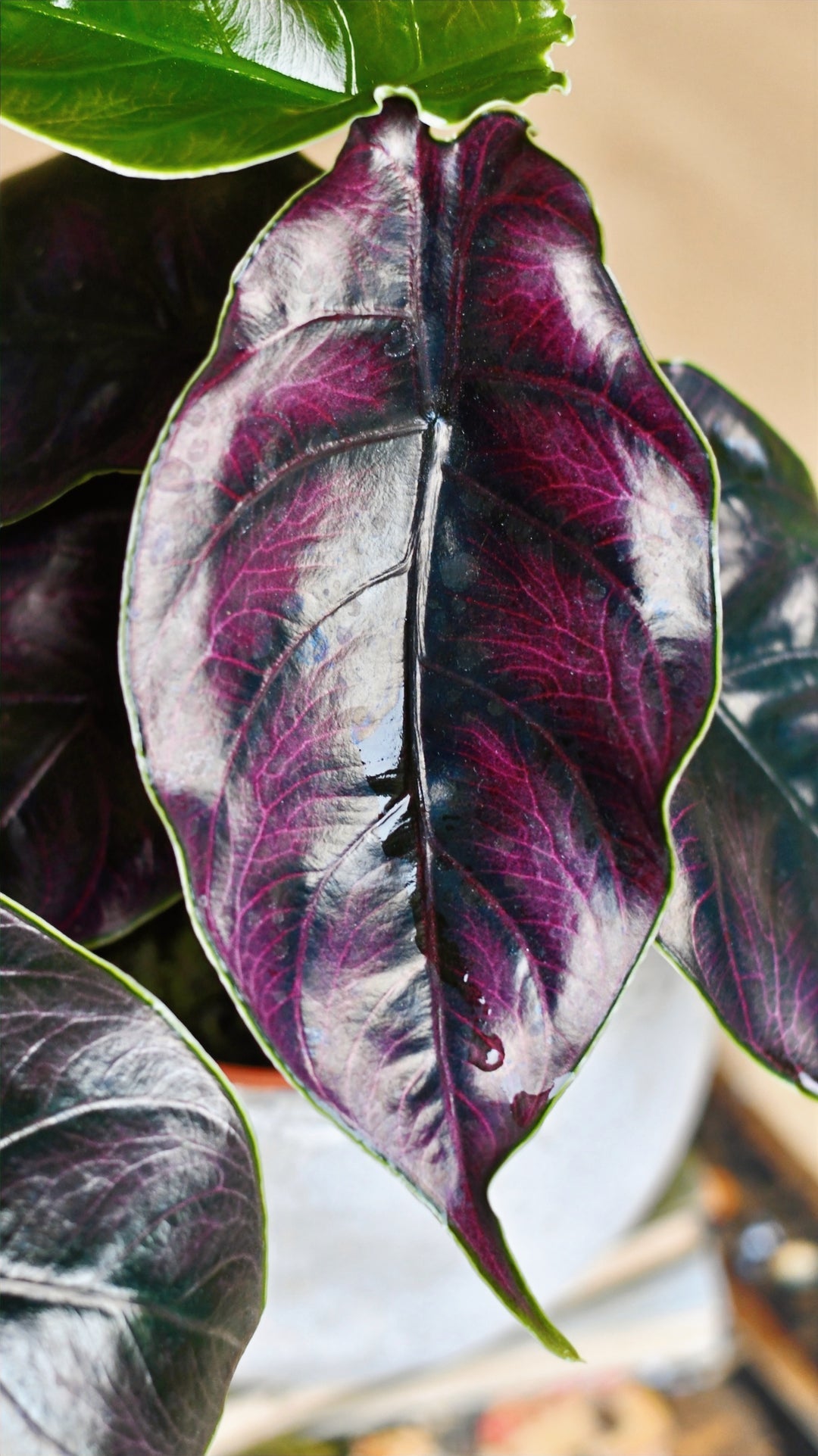 Alocasia azlanii 'Red Mambo | Seller's Choice, Hong Kong Collection