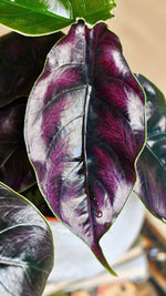 Alocasia azlanii 'Red Mambo | Seller's Choice, Hong Kong Collection