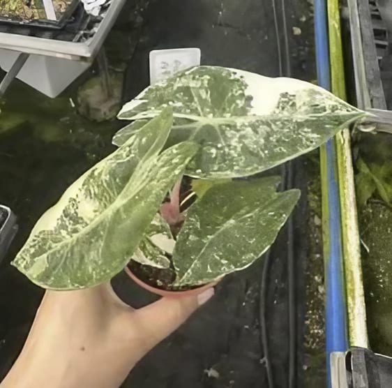 Alocasia 'Nairobi Nights' Highly Variegated TC | Grower's Choice, Foshan Collection