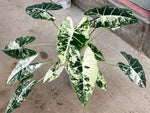 Alocasia 'Frydrek Variagata' | Seller's Choice, Hong Kong Collection
