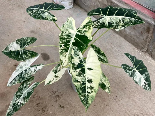 Alocasia 'Frydrek Variagata' | Seller's Choice, Hong Kong Collection
