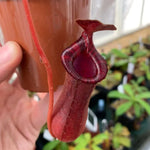 Nepenthes 'Briggsiana' (lowii × ventricosa-red) TC | Seller's Choice, Hainan Collection