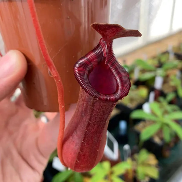 Nepenthes 'Briggsiana' (lowii × ventricosa-red) TC | Seller's Choice, Hainan Collection