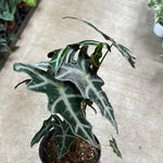 Alocasia Sanderiana Nobilis | Seller's Choice, Hainan Collection