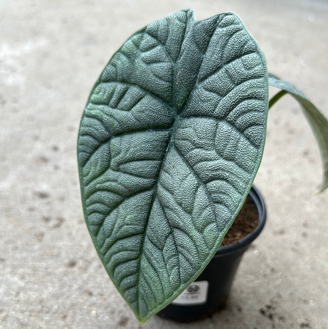Alocasia Melo' | Seller's Choice, Hong Kong Collection