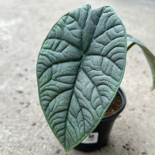 Alocasia Melo' | Seller's Choice, Hong Kong Collection