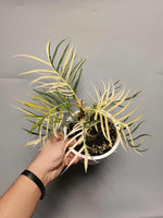 Philodendron Tortum | Seller's Choice, Hong Kong Collection