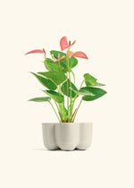 Anthurium 'Pink Fairy' | Seller's Choice, Hong Kong Collection