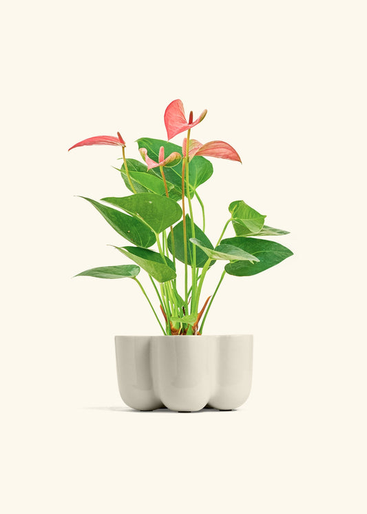 Anthurium 'Pink Fairy' | Seller's Choice, Hong Kong Collection