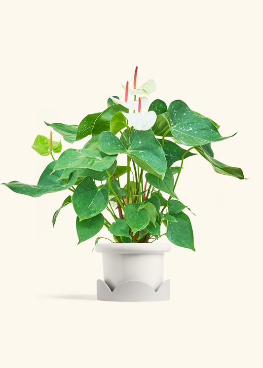 Anthurium 'Auspicious Clouds' | Seller's Choice, Hong Kong Collection