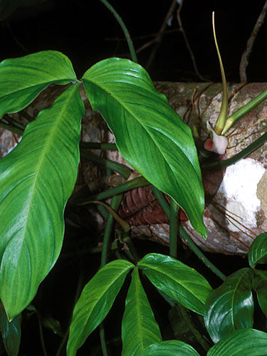 Philodendron tripartitum (Jacq.) Schott' | Seller's Choice, Hong Kong Collection