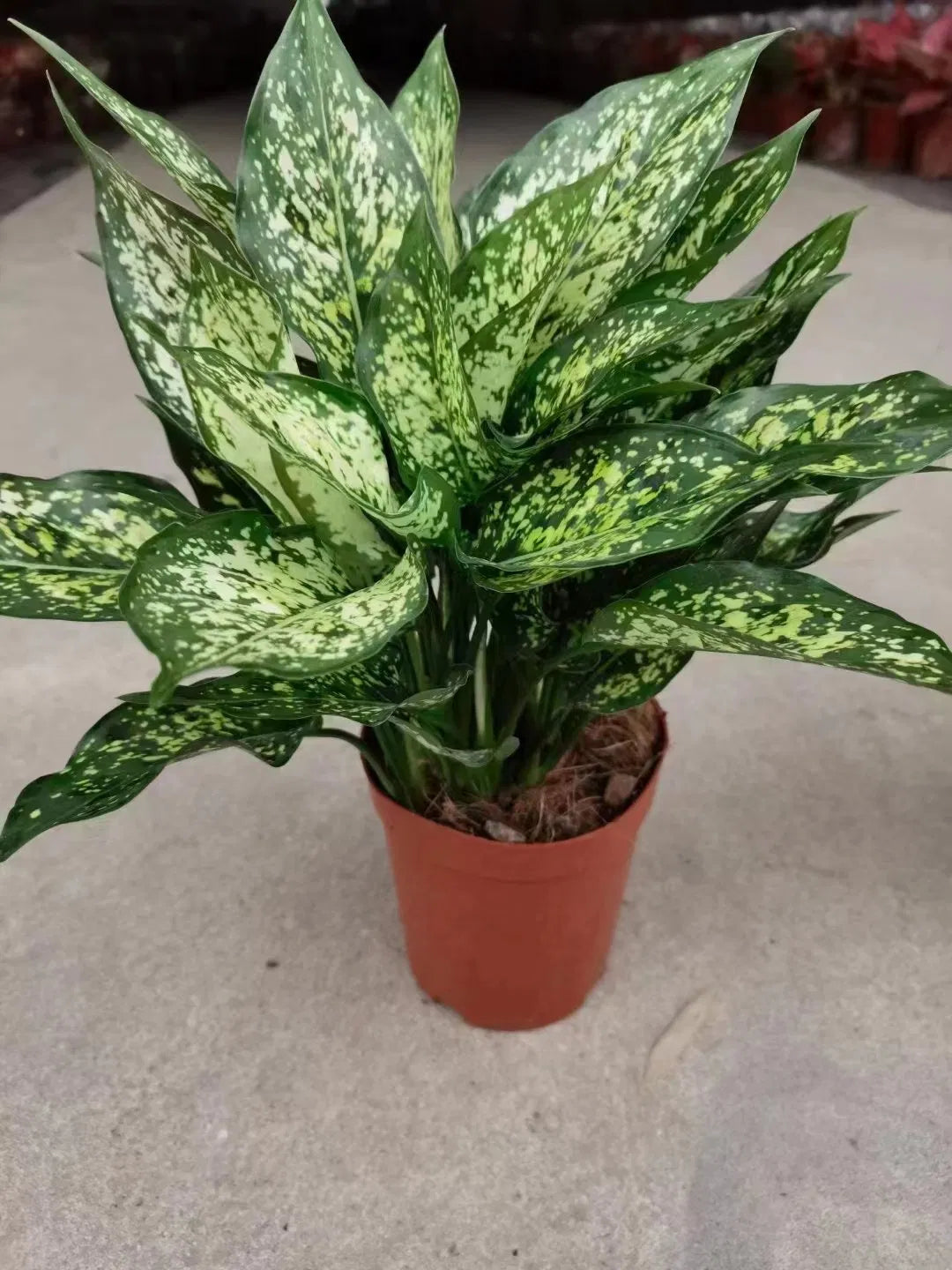 Aglaonema brevispatha | Seller's Choice, Hong Kong Collection
