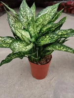 Aglaonema brevispatha | Seller's Choice, Hong Kong Collection
