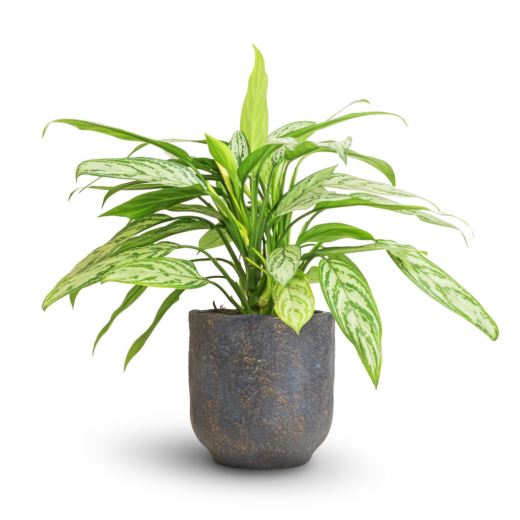 Aglaonema Queen TC | Grower's Choice, Foshan Collection