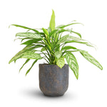 Aglaonema Queen TC | Grower's Choice, Foshan Collection