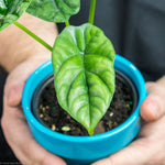 Alocasia Dragon Scale/Dewey's Reversa' | Seller's Choice, Hong Kong Collection