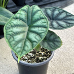 Alocasia 'Dragon Scale' | Seller's Choice, Hainan Collection