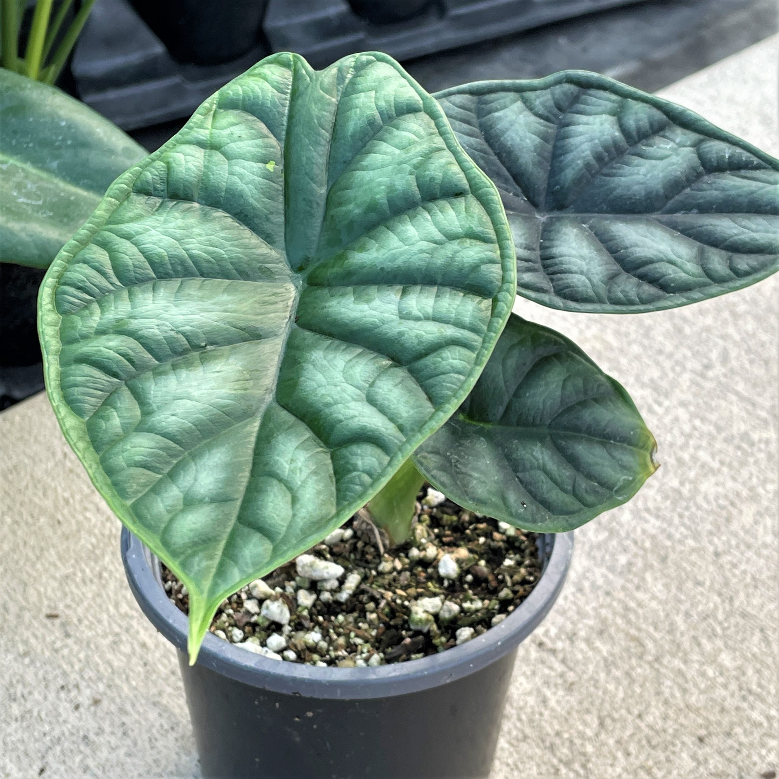Alocasia 'Dragon Scale' | Seller's Choice, Hainan Collection