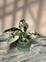 Alocasia 'Dragon Scale albo' | Seller's Choice, Hainan Collection