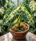 Alocasia Polly Aurea Variegated TC | Grower's Choice, Foshan Collection