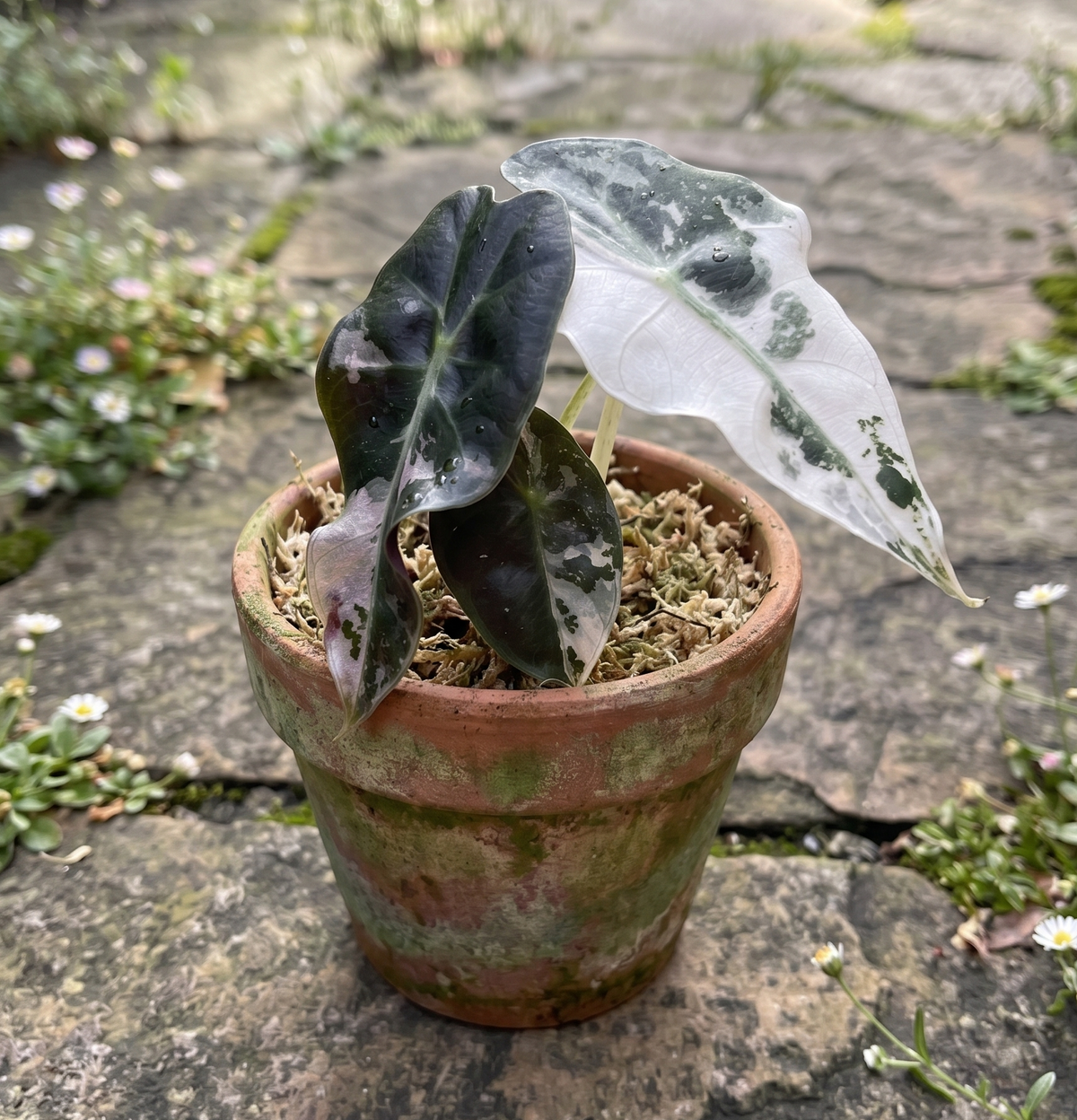 Alocasia Polly Pink Variegated TC | Grower's Choice, Foshan Collection