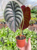 Alocasia cuprea 'Red Secret' | Seller's Choice, Hong Kong Collection