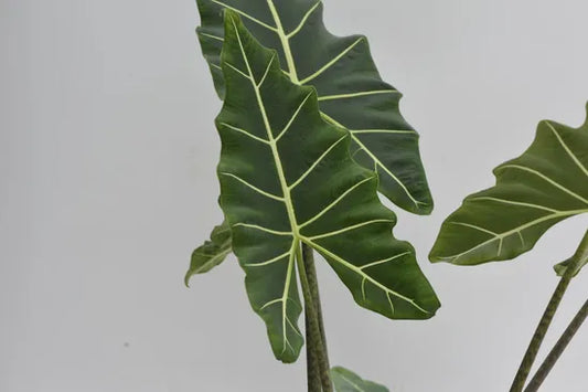 Alocasia Saria' | Seller's Choice, Hong Kong Collection