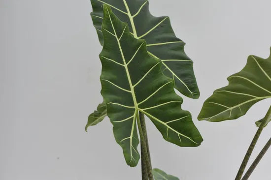 Alocasia Saria' | Seller's Choice, Hong Kong Collection