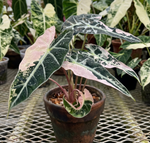 Alocasia 'Bambino Pink Variegata' TC | Seller's Choice, Hong Kong Collection