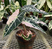 Alocasia 'Bambino Pink Variegata' TC | Seller's Choice, Hong Kong Collection
