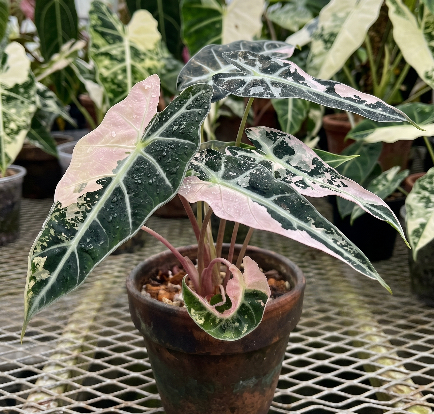 Alocasia 'Bambino Pink Variegata' TC | Seller's Choice, Hong Kong Collection