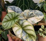 Alocasia 'Silver Dragon Aurea Variegata' TC | Seller's Choice, Hong Kong Collection