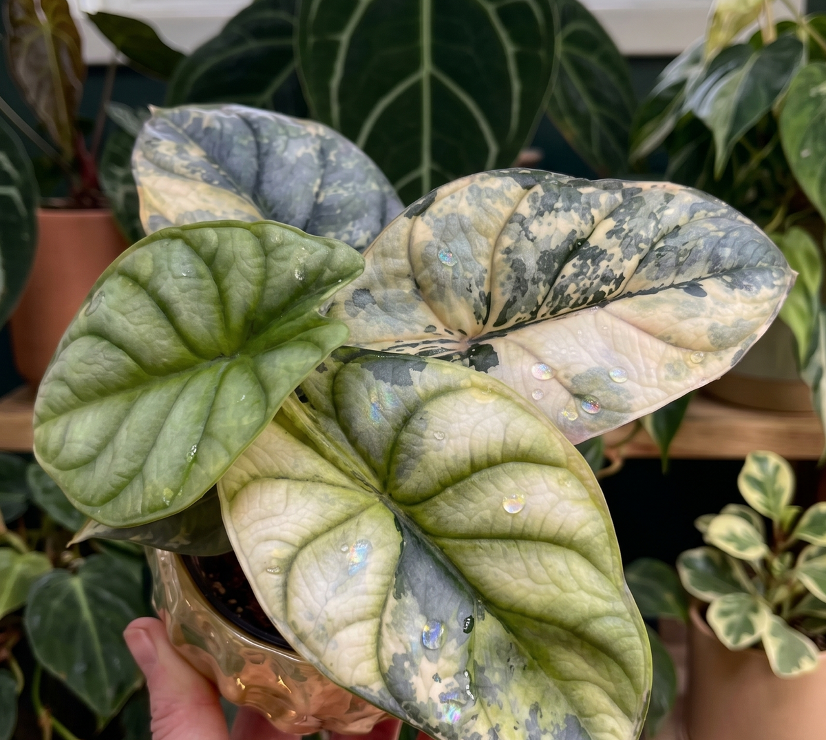 Alocasia 'Silver Dragon Aurea Variegata' TC | Seller's Choice, Hong Kong Collection