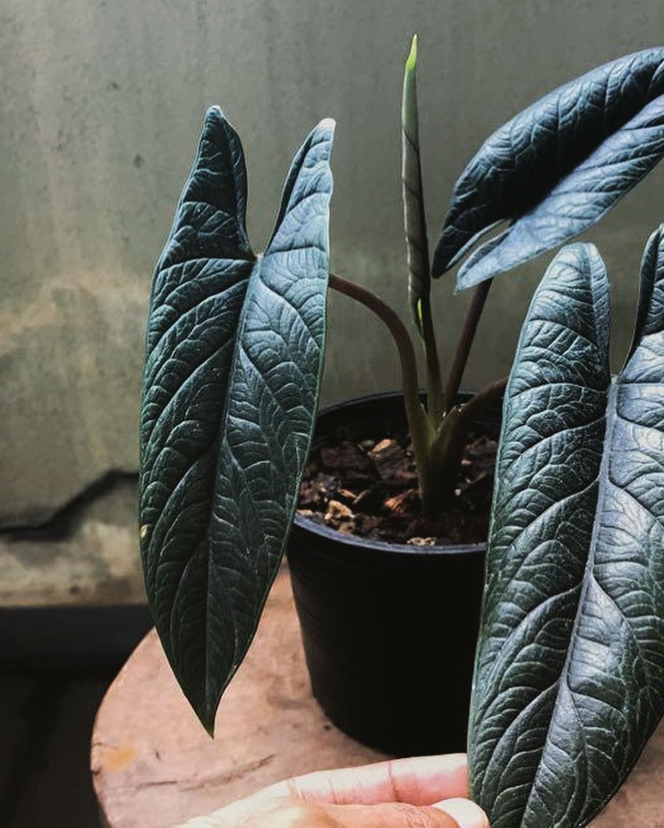 Alocasia scalprum | Seller's Choice, Hainan Collection