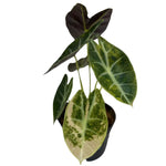 Alocasia Watsoniana Aurea Variegata | Seller's Choice, Hong Kong Collection
