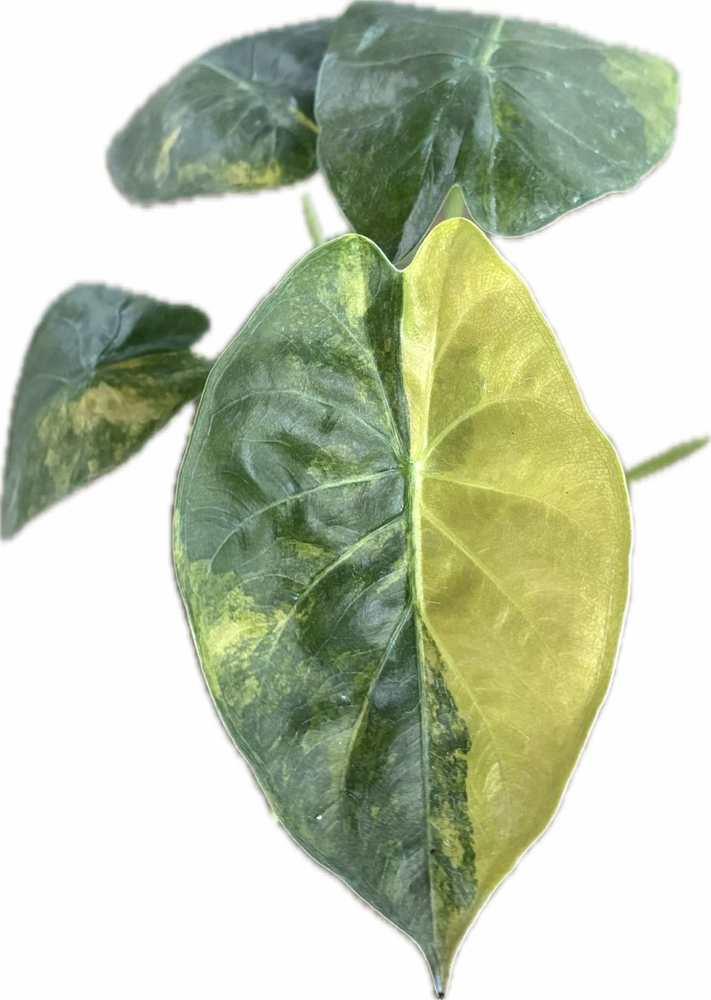 Alocasia 'Parasol' Pink Variegated TC | Grower's Choice, Foshan Collection