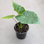Alocasia 'Calidora' | Seller's Choice, Hong Kong Collection