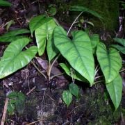 Alocasia ridleyi | Seller's Choice, Hong Kong Collection