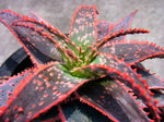 Aloe Christmas Carol TC | Grower's Choice, Foshan Collection