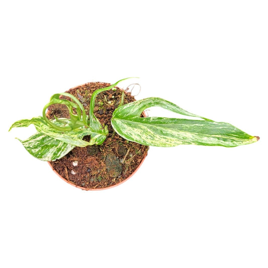 Amydrium zippelianum variegata | Seller's Choice, Hong Kong Collection