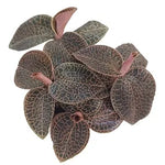 Anoectochilus 'Red Clouds' | Seller's Choice, Hong Kong Collection