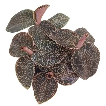 Anoectochilus 'Red Clouds' | Seller's Choice, Hong Kong Collection