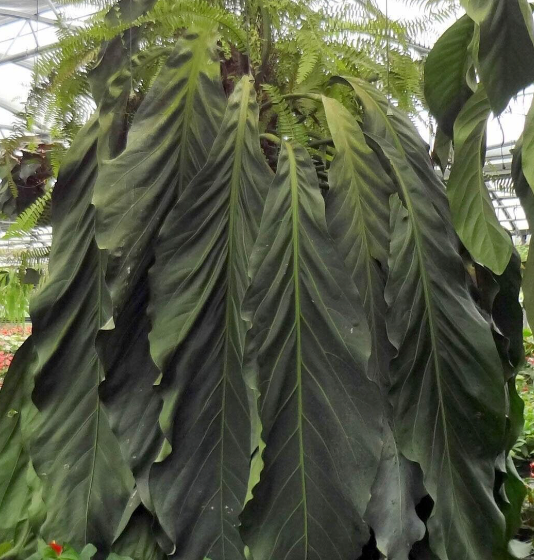 Anthurium big bill | Seller's Choice, Hong Kong Collection
