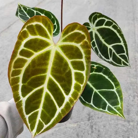Anthurium Red Crystallinum x Anthurium Crystallinum'Crack Vein' | Seller's Choice, Hainan Collection
