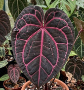 Anthurium 'Magneta Colour' TC | Seller's Choice, Hong Kong Collection