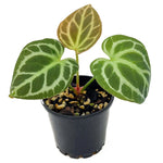 Anthurium 'Oasis' | Seller's Choice, Hong Kong Collection