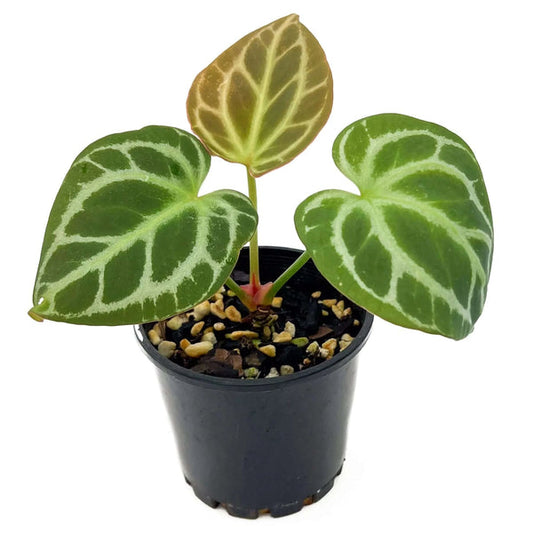Anthurium 'Oasis' | Seller's Choice, Hong Kong Collection