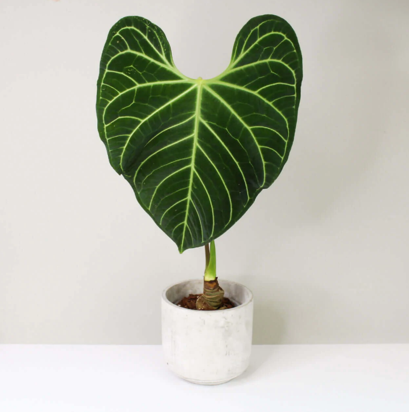 Anthurium regale | Seller's Choice, Hong Kong Collection