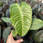 Anthurium 'King Kong' | Seller's Choice, Hong Kong Collection